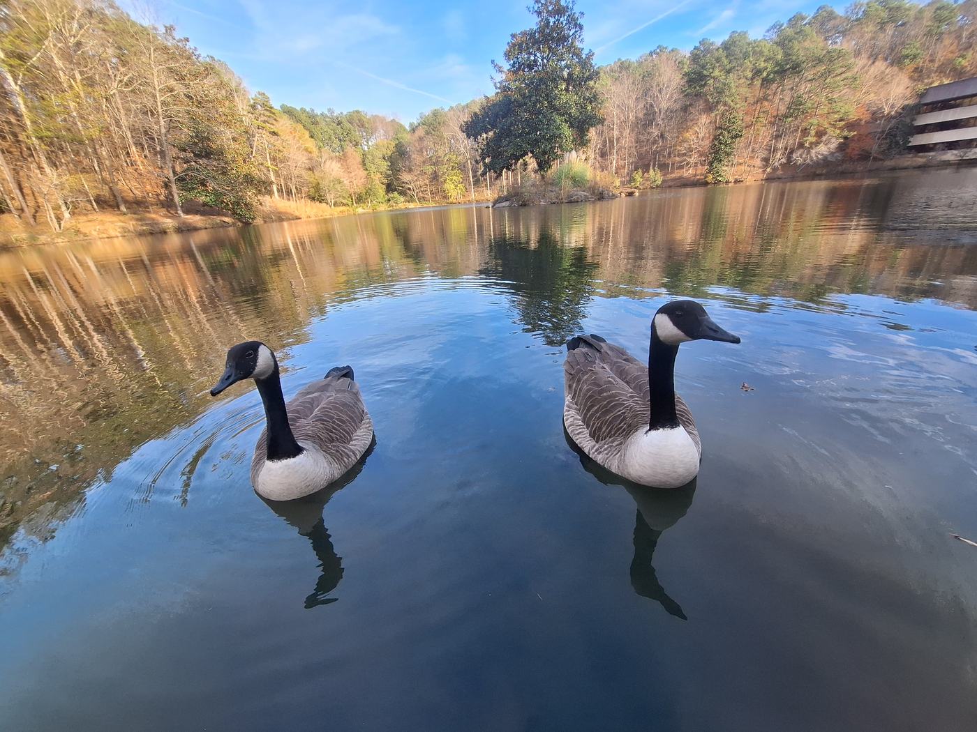 Two geese on a pond along a local trail